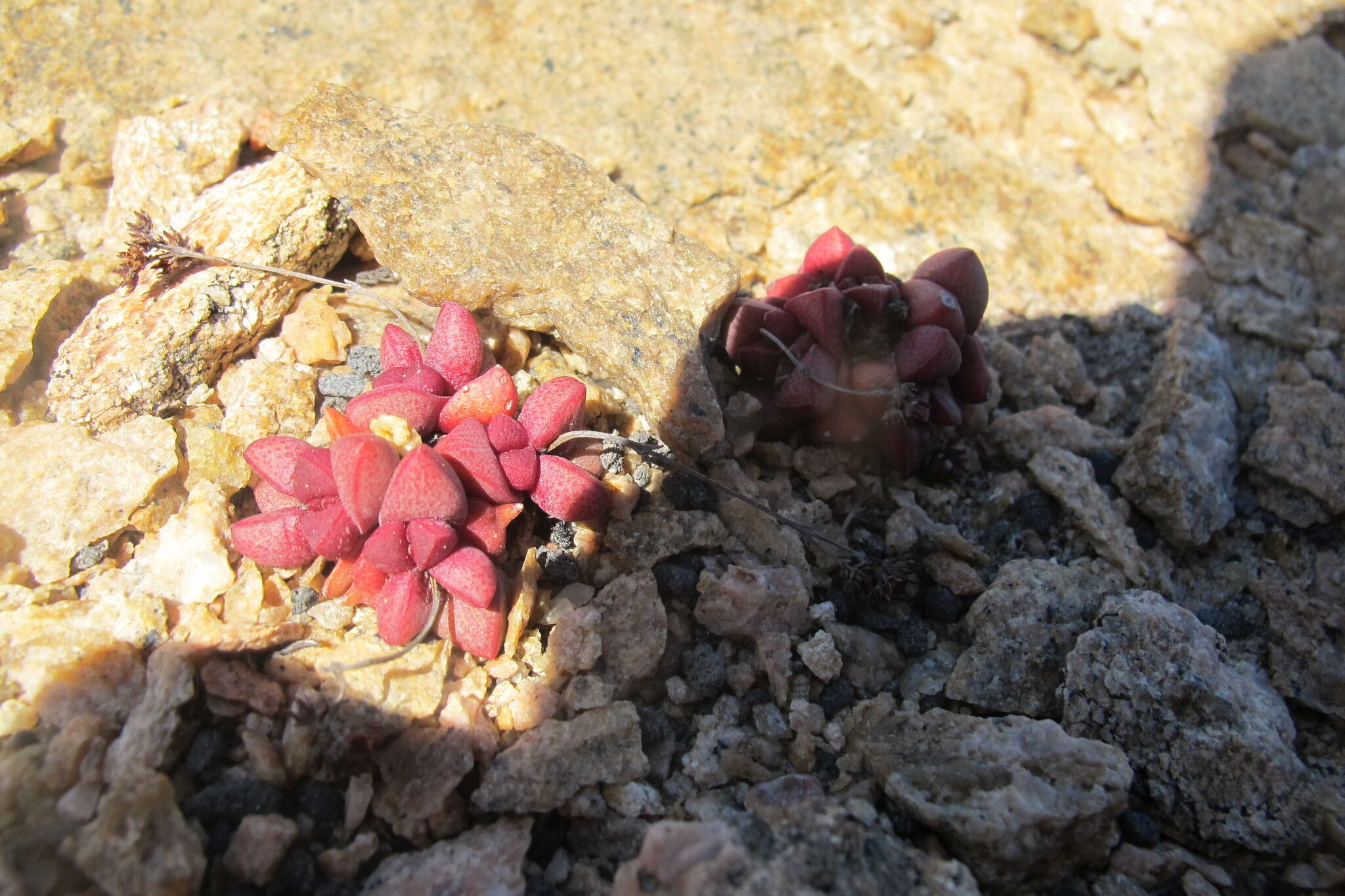 Image of Crassula elegans subsp. elegans