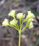 Image of Commicarpus scandens (L.) Standl.