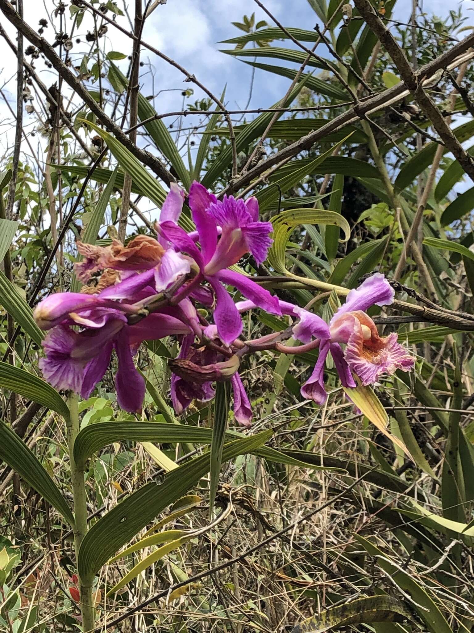 Image of Sobralia dichotoma Ruiz & Pav.