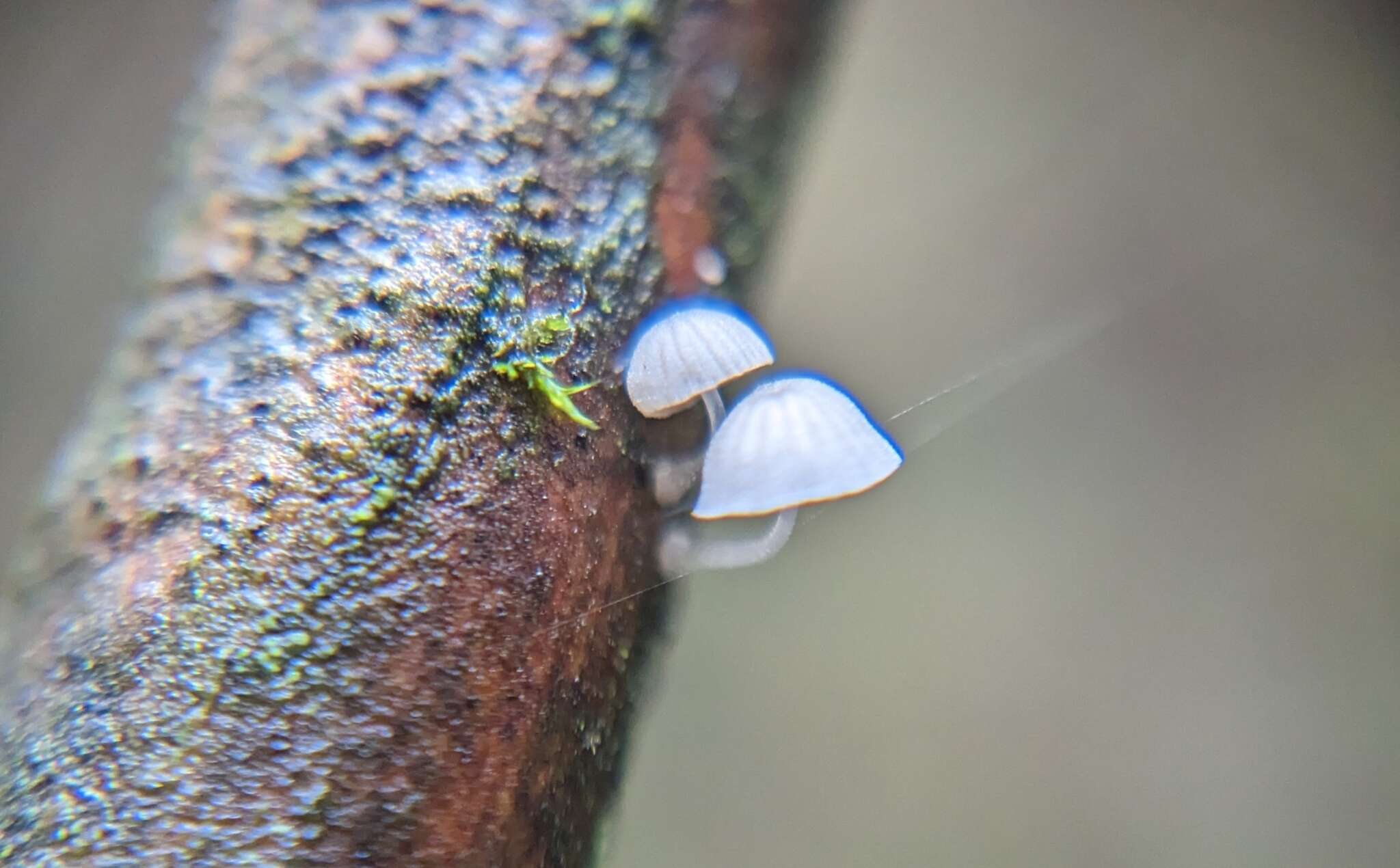 Image of Mycena tenerrima (Berk.) Quél. 1872