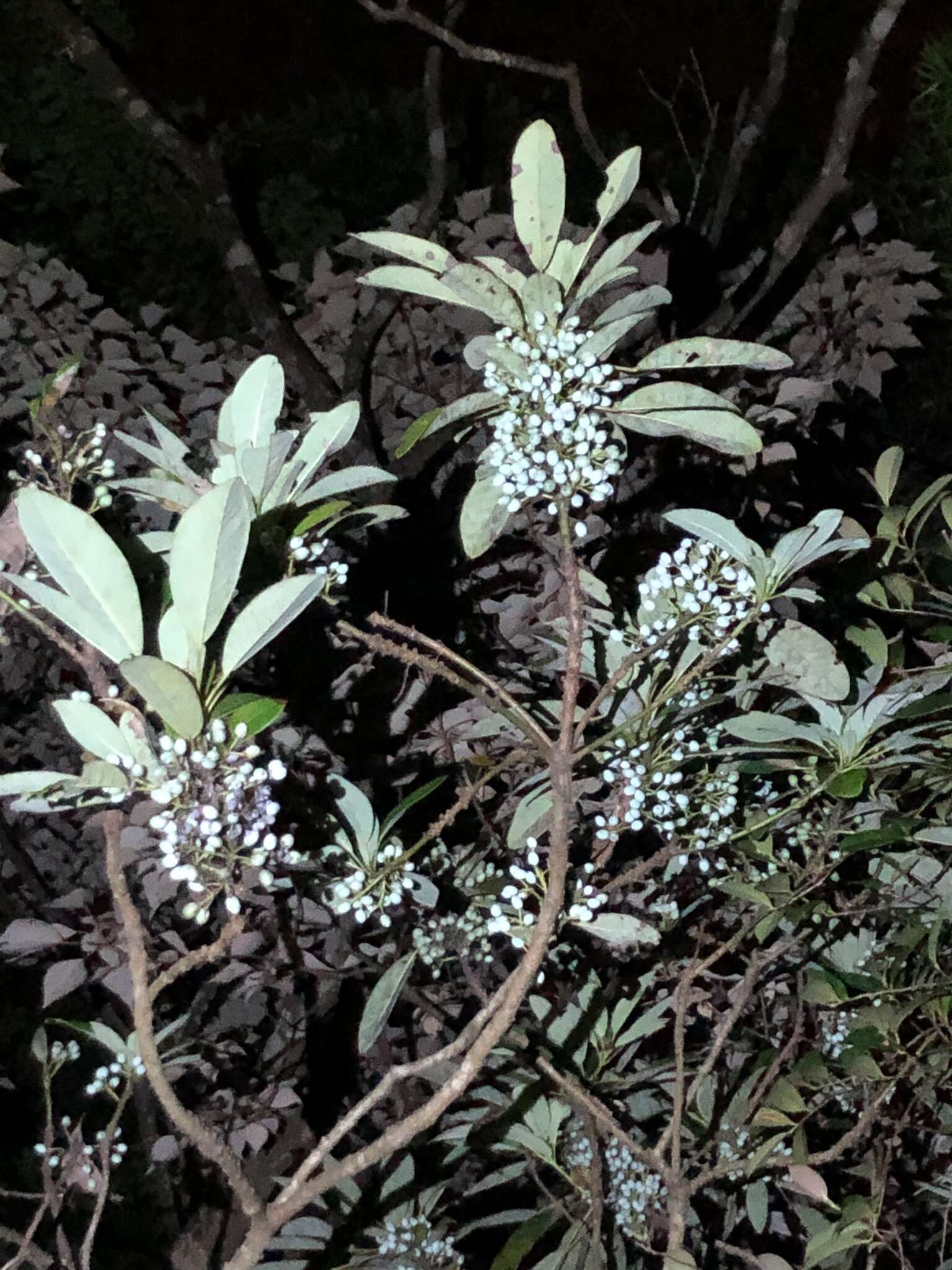 Image de Daphniphyllum calycinum Benth.