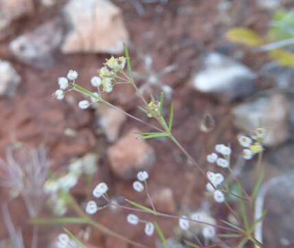 Plancia ëd Galium setaceum Lam.