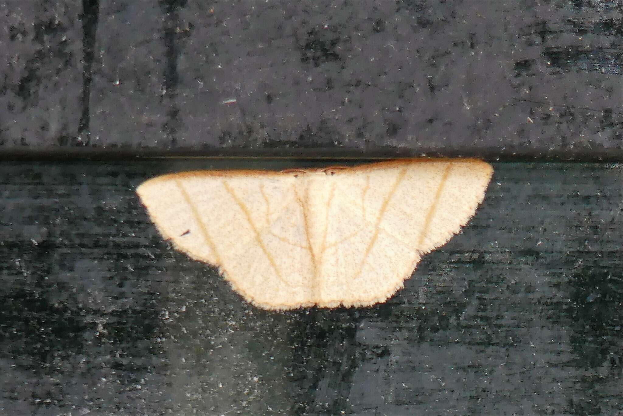 Image of Scopula mecysma Swinhoe 1894