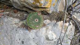 Image of Mammillaria roseoalba Boed.