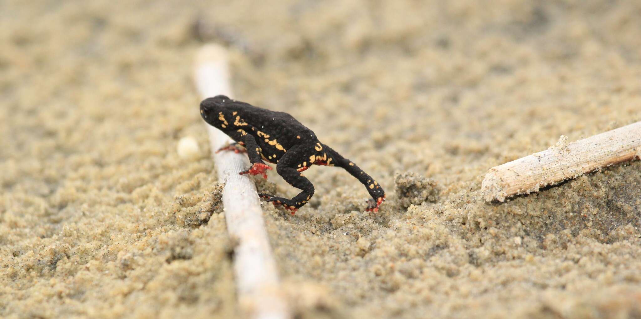 Image of Montevideo red-belly toad