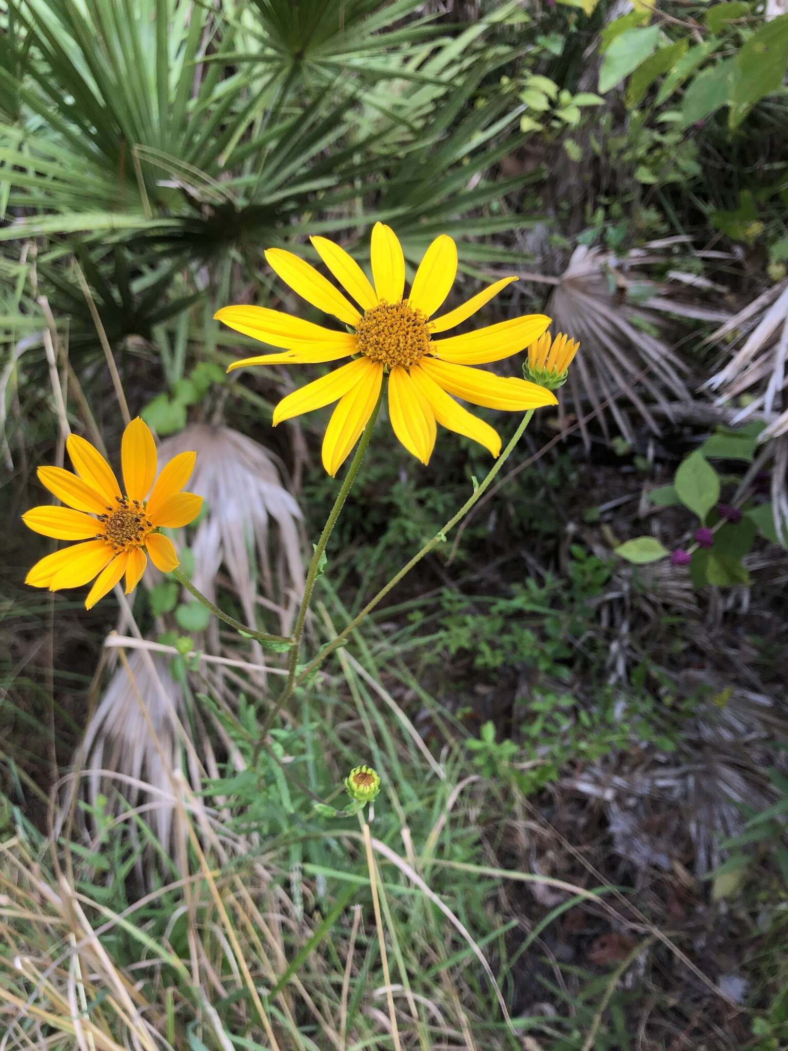 Sivun Helianthus simulans E. E. Watson kuva