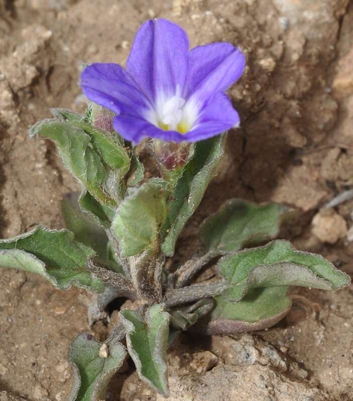 Image de Convolvulus siculus L.