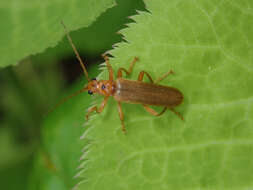 <i>Lycocerus vitellinus</i>的圖片