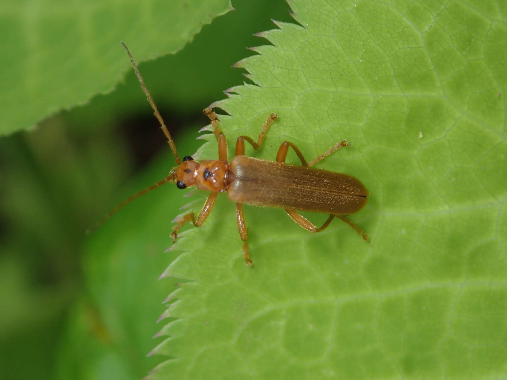 <i>Lycocerus vitellinus</i>的圖片