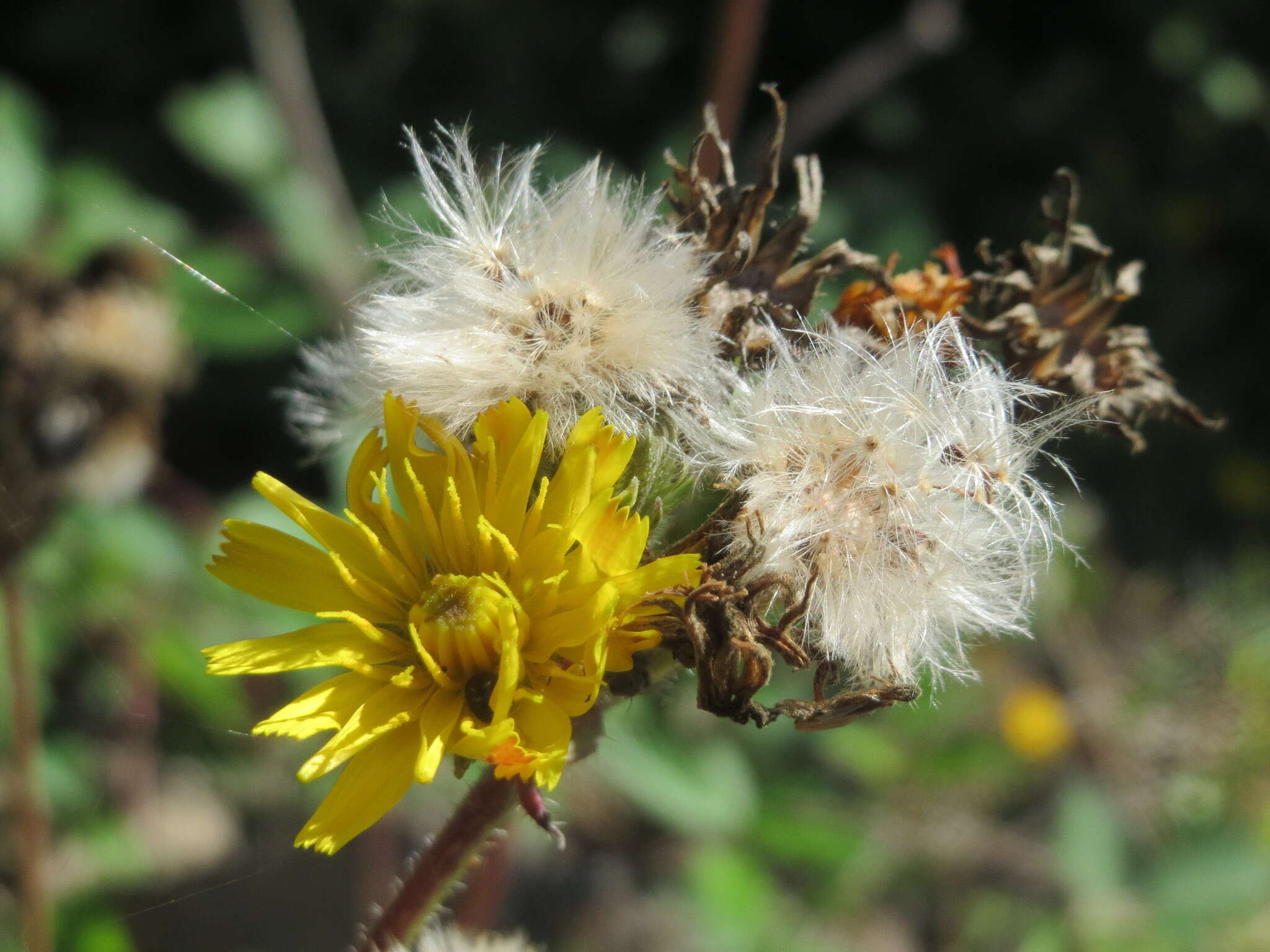 Image of hawkweed oxtongue