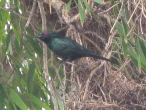 Image of Metallic Starling