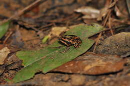 Image of Atelopus spumarius Cope 1871