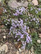 Image of Missoula phlox