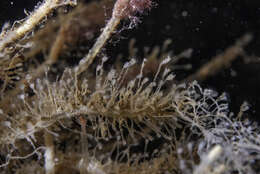 Image of Hydroid