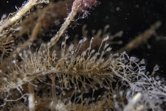 Image of Hydroid