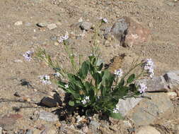 Image of Diplotaxis acris (Forssk.) Boiss.