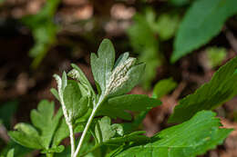 Image of Puccinia albescens Grev. 1889