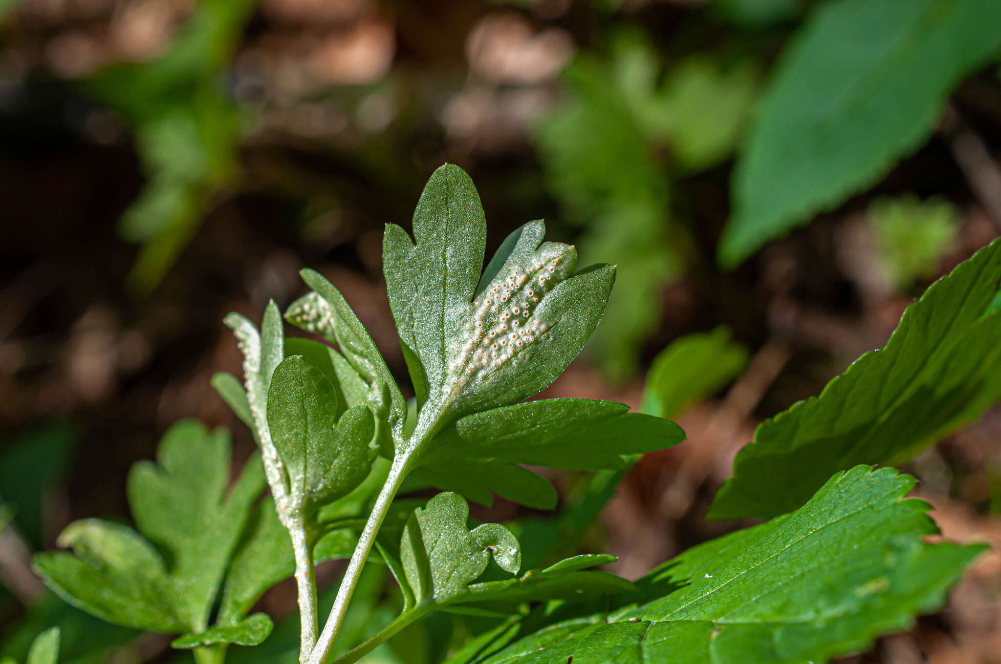 Imagem de Puccinia albescens Grev. 1889