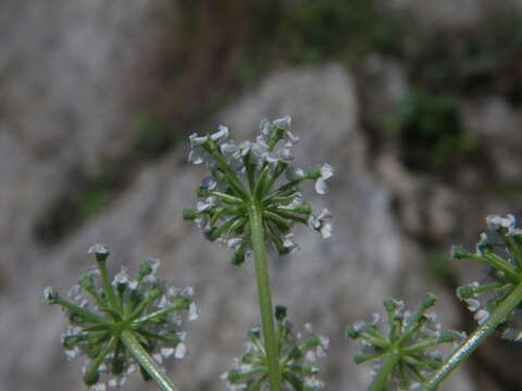 صورة Kitagawia litoralis (Vorosch. & Gorovoi) M. G. Pimenov