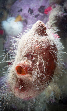 Image of stalked sea squirt