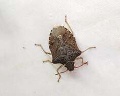 Image of Dusky Stink Bug