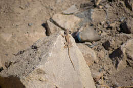 Image of Tiger Pacific Iguana