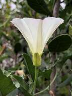 Image of island false bindweed