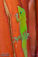 Image of gold dust day gecko