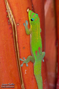 Image of Phelsuma laticauda laticauda (Boettger 1880)