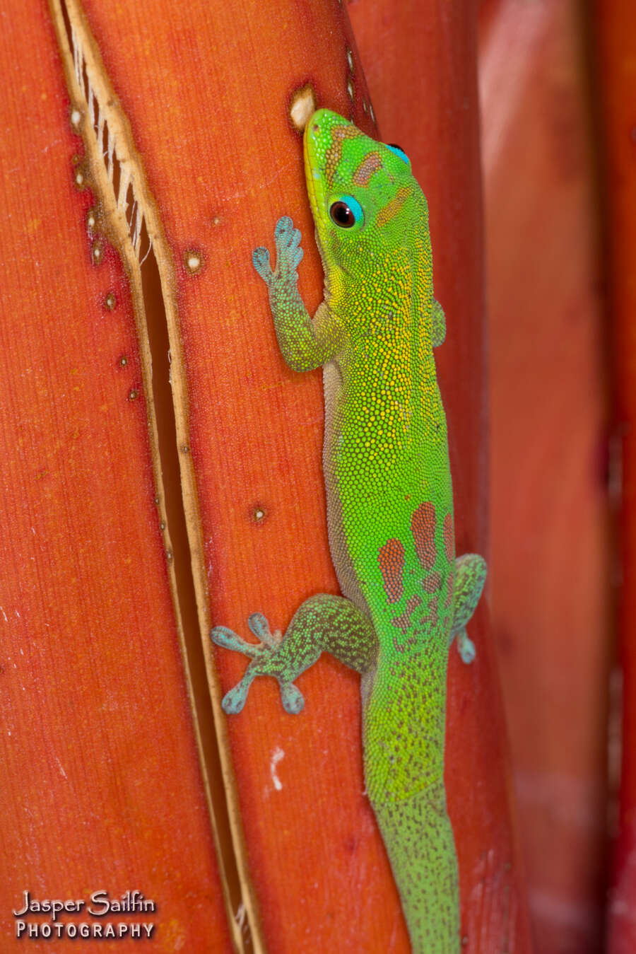 Image of gold dust day gecko