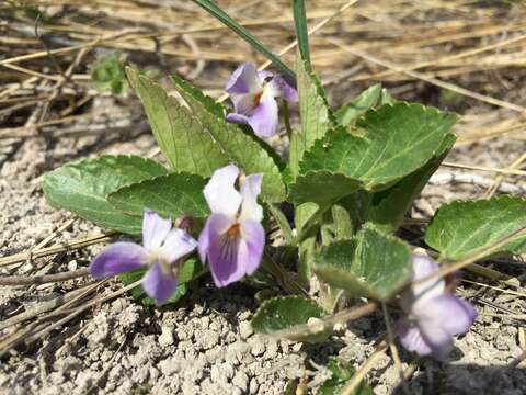 Image of Viola ambigua Waldst. & Kit.