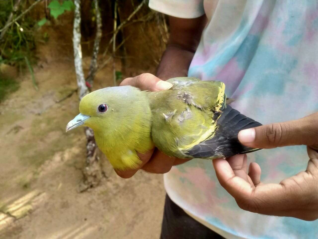 Image of Pin-tailed Green Pigeon