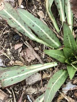 Image of Septoria oenotherae Westend. 1857