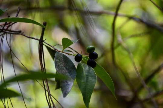 Image of Daphnopsis ficina Standl. & Steyerm.