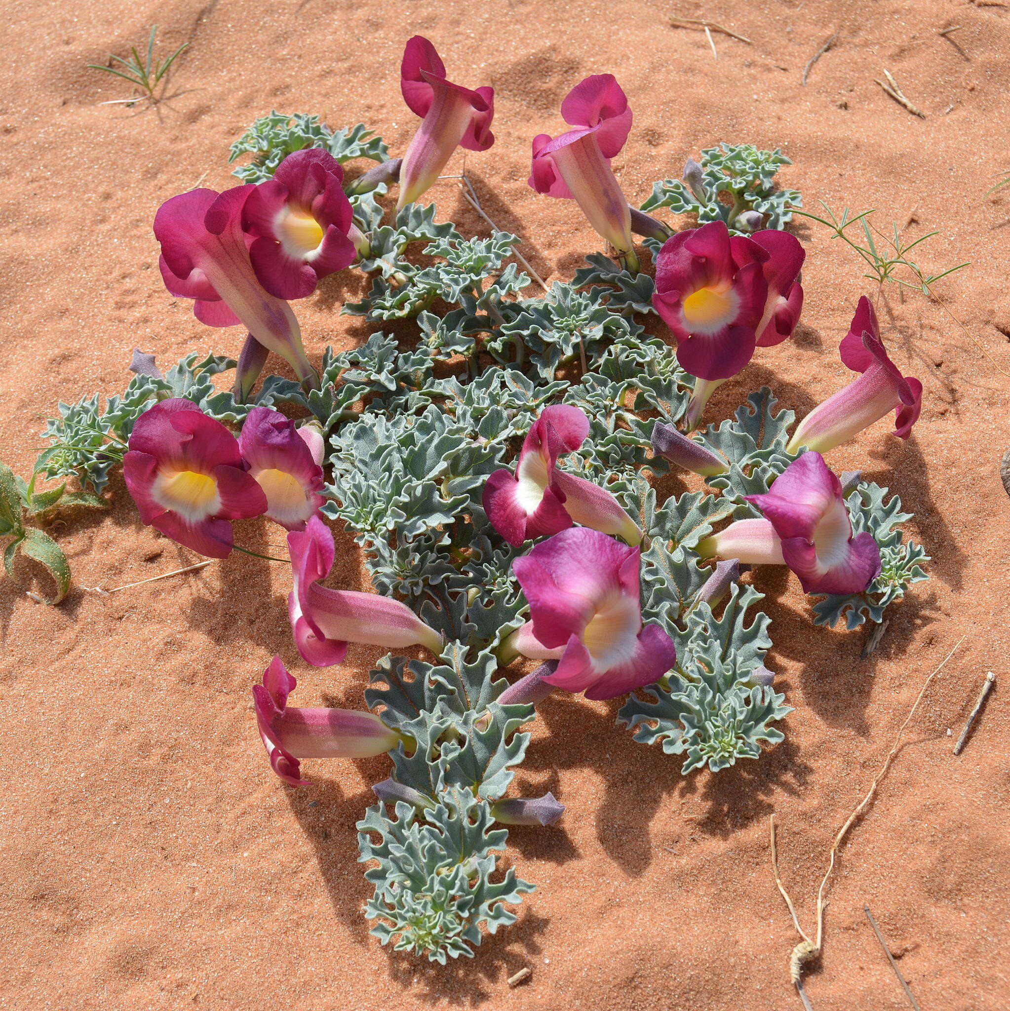 Image de Harpagophytum procumbens subsp. procumbens