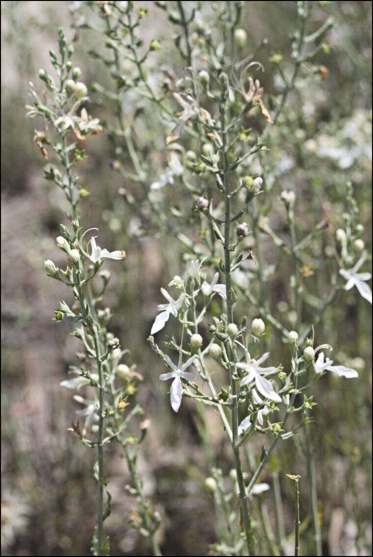 Image of Teucrium racemosum R. Br.