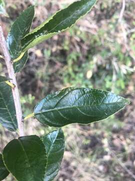 Image of schefflera