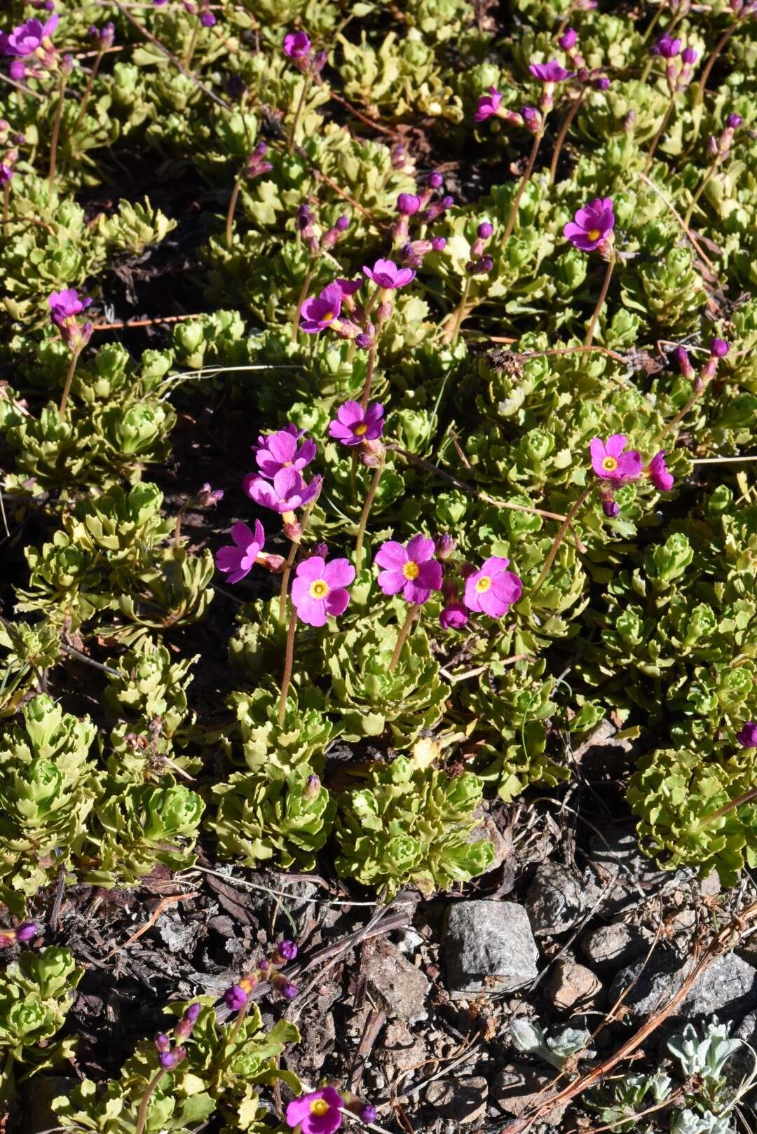 Слика од Primula suffrutescens A. Gray