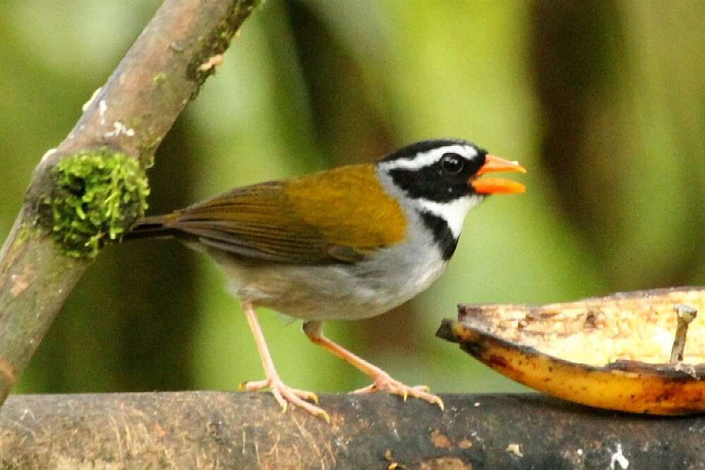 Image of Orange-billed Sparrow