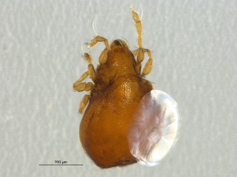 Image of Jugatala