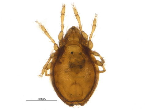 Image of Jugatala