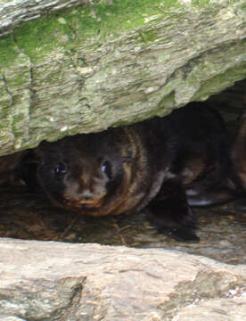 Image of Antipodean Fur Seal