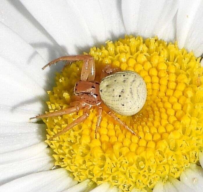 Image of Three-banded Crab Spider