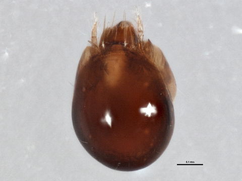 Image of Dentizetes