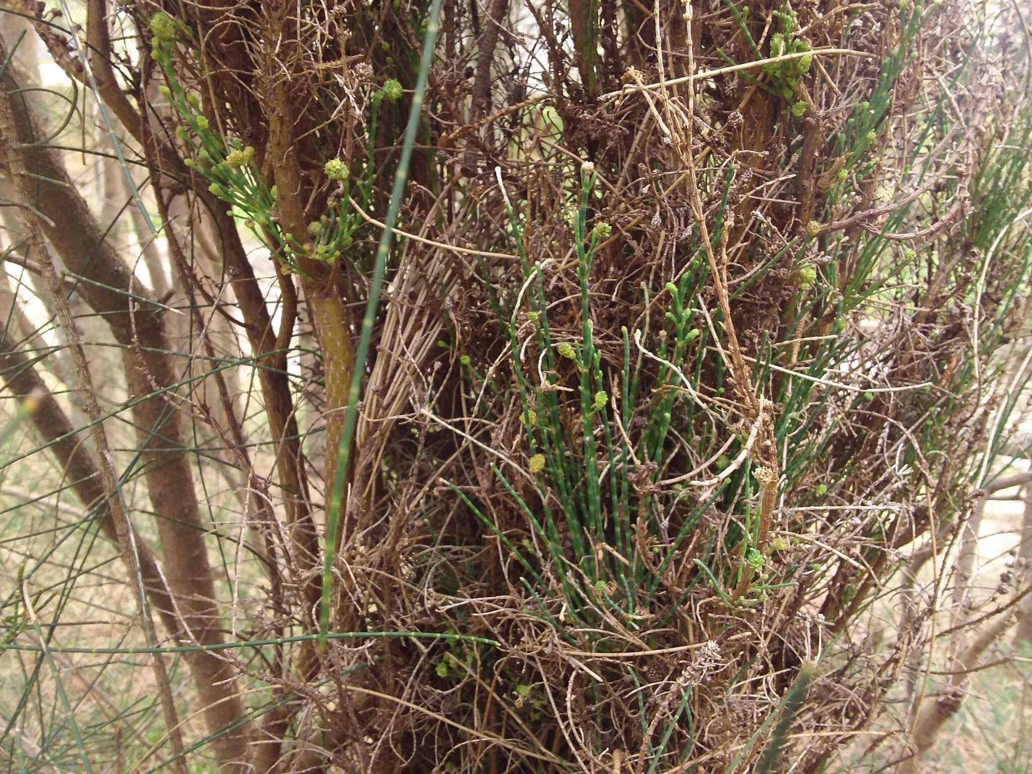 Imagem de Casuarina glauca Sieber