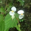 Image of Begonia anjuanensis Humbert ex Aymonin & Bosser