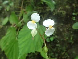 Image of Begonia anjuanensis Humbert ex Aymonin & Bosser