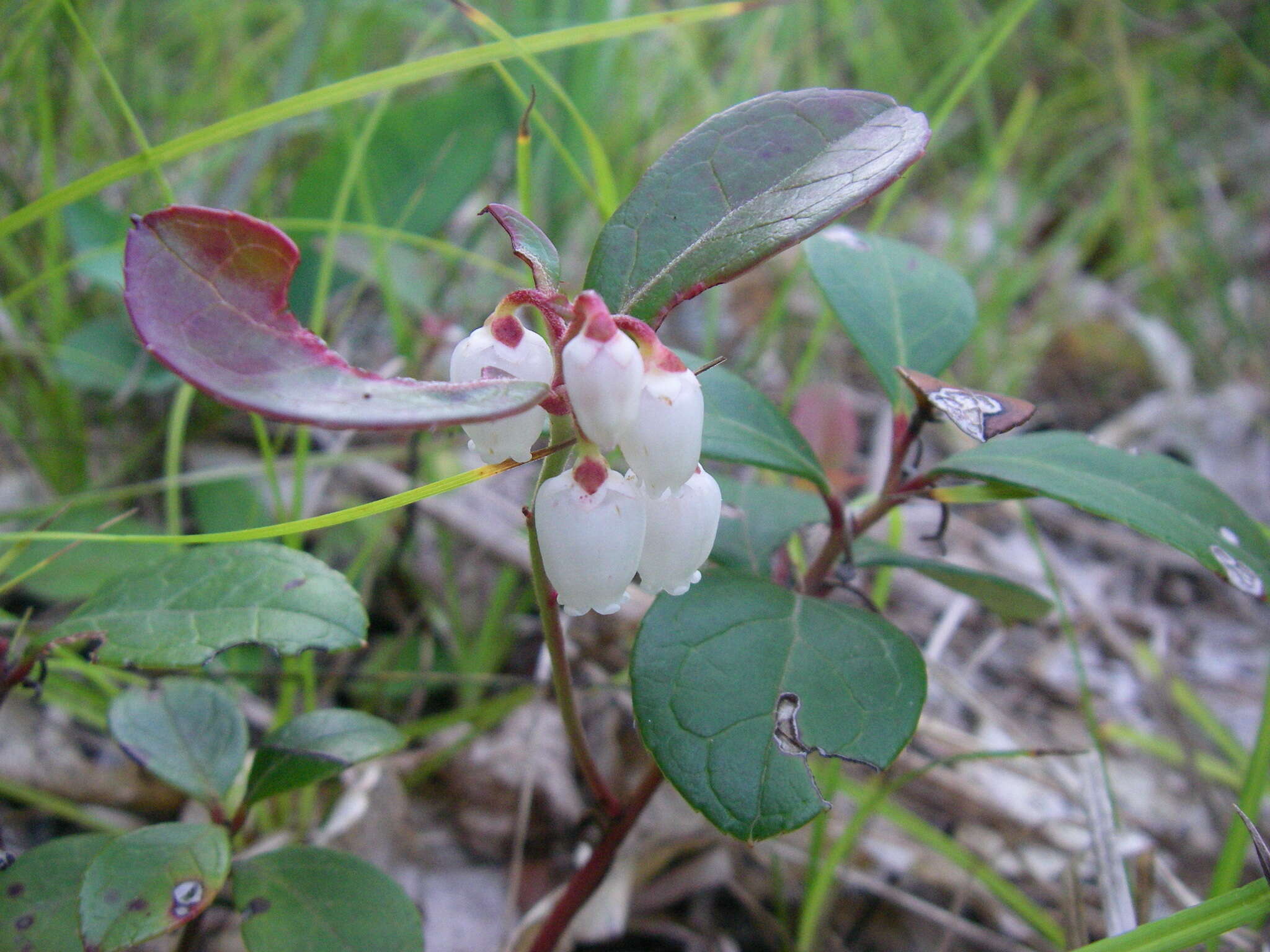 Image of eastern teaberry