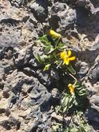 Image of Chilean yellow violet