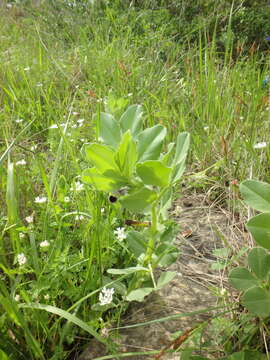 Imagem de Vicia narbonensis L.